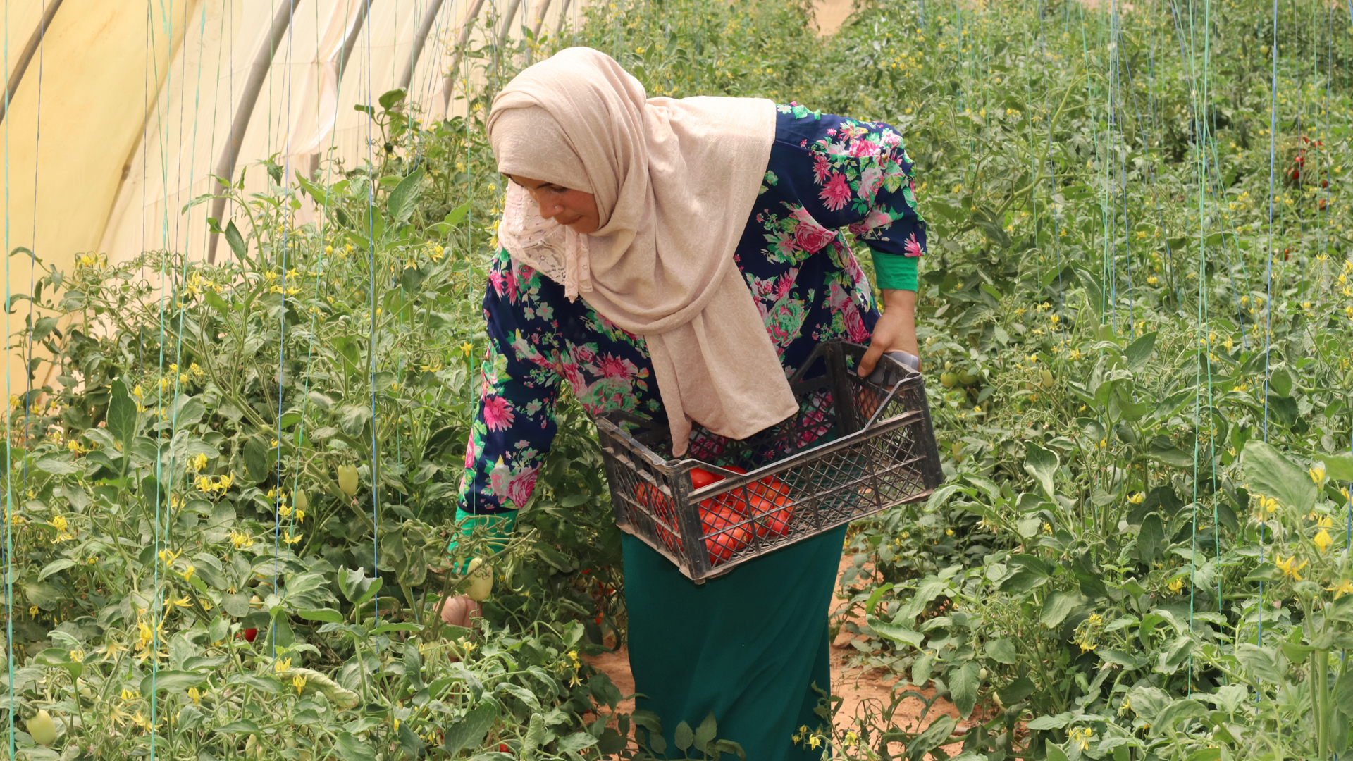 Agriculture jordanienne